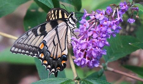 Unduh 500 Gambar Gambar Flora Fauna Terbaik Gratis