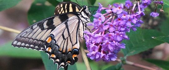 difference-between-flora-and-fauna-with-comparison-chart-key