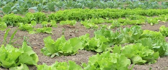 Difference Between Subsistence And Commercial Farming with Comparison 