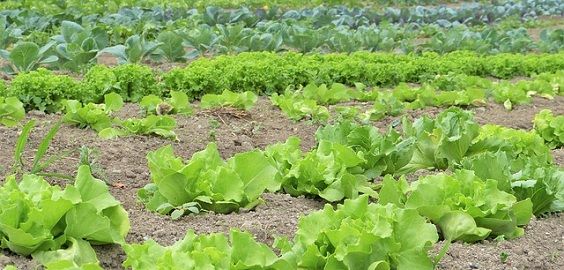 commercial farming vs subsistence farming