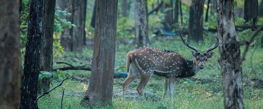 Difference Between Wildlife Sanctuary and National Park (with